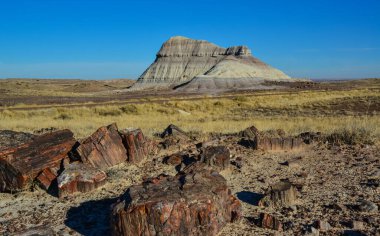 Taşlaşmış ağaç gövdeleri, çok renkli mineral kristalleri. Taşlaşmış Orman Ulusal Parkı, Arizona