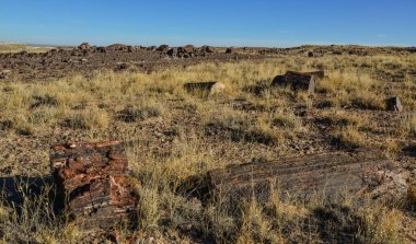 Taşlaşmış ağaç gövdeleri, çok renkli mineral kristalleri. Taşlaşmış Orman Ulusal Parkı, Arizona