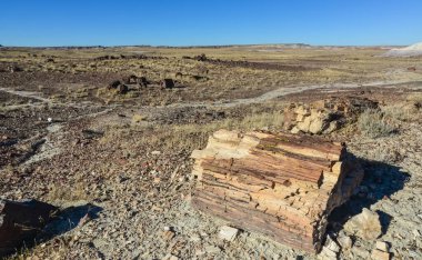 Taşlaşmış ağaç gövdeleri, çok renkli mineral kristalleri. Taşlaşmış Orman Ulusal Parkı, Arizona