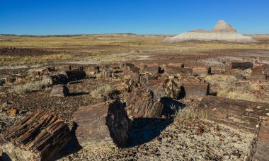 Taşlaşmış ağaç gövdeleri, çok renkli mineral kristalleri. Taşlaşmış Orman Ulusal Parkı, Arizona