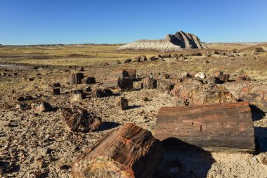 Taşlaşmış ağaç gövdeleri, çok renkli mineral kristalleri. Taşlaşmış Orman Ulusal Parkı, Arizona
