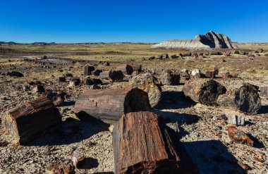 he trunks of petrified trees, multi-colored crystals of minerals. Petrified Forest National Park, Arizona clipart