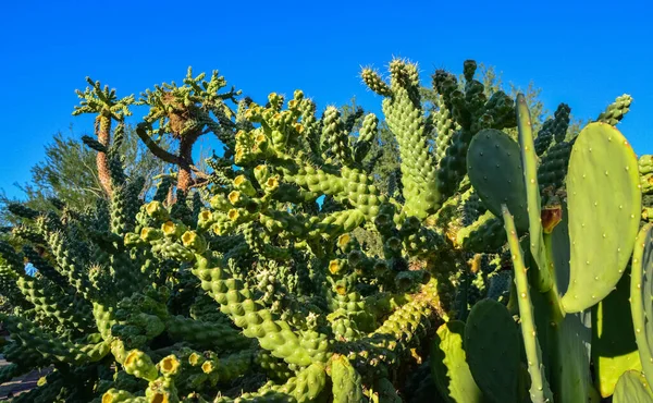 Kaktus Cane Chola Cylindropuntia Spinosior Tle Błękitnego Nieba Arizona Usa — Zdjęcie stockowe