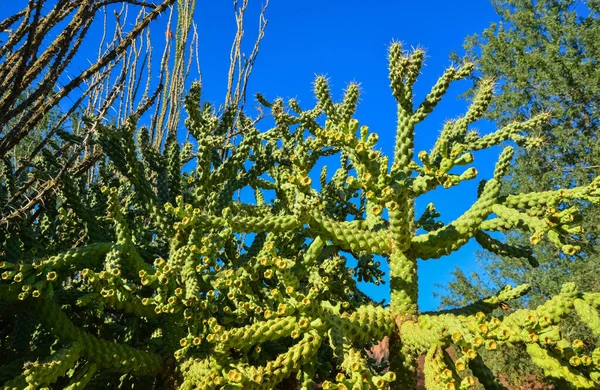 Cactus Cane Chola Cylindropuntia Spinosior Background Blue Sky Arizona Usa — Stock Photo, Image