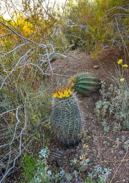 Fruits Jaunes Avec Graines Sur Dessus Gros Cactus Ferocactus Arizona — Photo