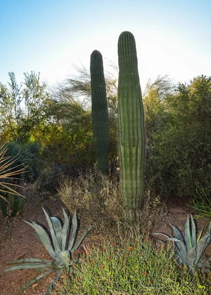 Group Succulent Plants Cacti Phoenix Botanical Garden Arizona Usa — Stock Photo, Image