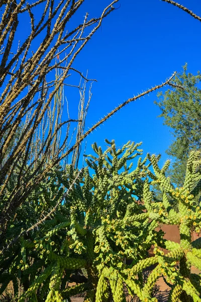 Kaktüs Cane Chola Cylindropuntia Gökyüzünün Arka Planında Arizona Abd — Stok fotoğraf