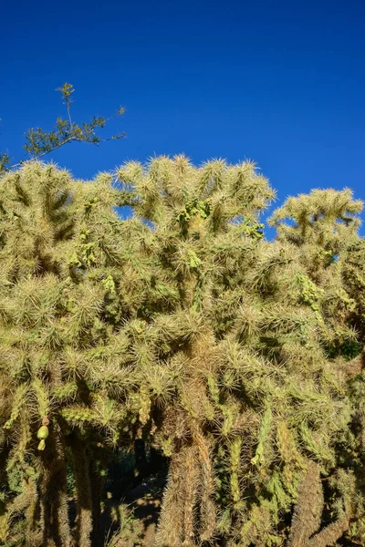 Κάκτους Cane Chola Cylindropuntia Spinosior Φόντο Γαλάζιου Ουρανού Αριζόνα Ηπα — Φωτογραφία Αρχείου