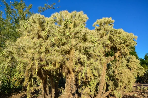 Cactus Cane Chola Cylindropuntia Spinosior Background Blue Sky Arizona Usa — Stock Photo, Image