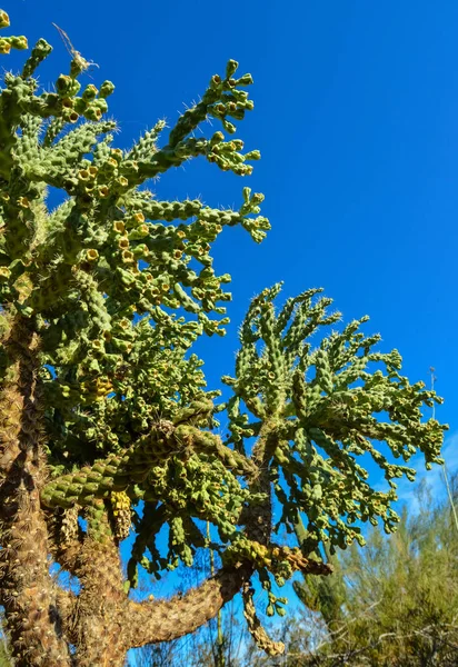 Kaktus Cane Chola Cylindropuntia Spinosior Vor Blauem Himmel Arizona Usa — Stockfoto
