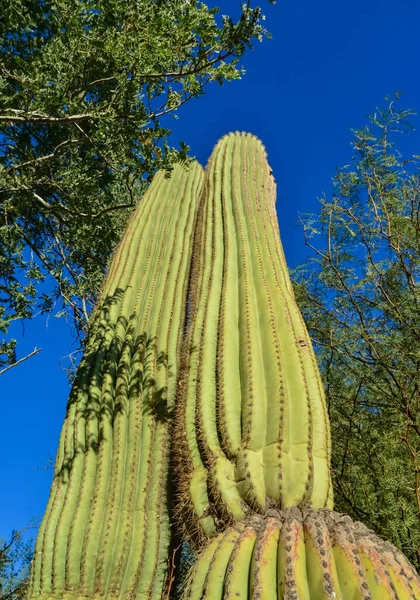 Cactos Arizona Uma Vista Que Olha Acima Cacto Saguaro Gigantea — Fotografia de Stock