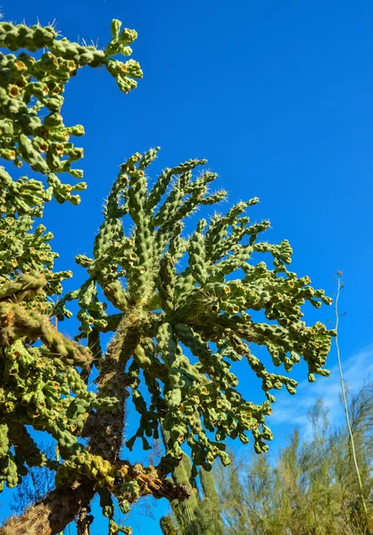 Kaktus Cane Chola Cylindropuntia Spinosior Bakgrund Blå Himmel Arizona Förenta — Stockfoto
