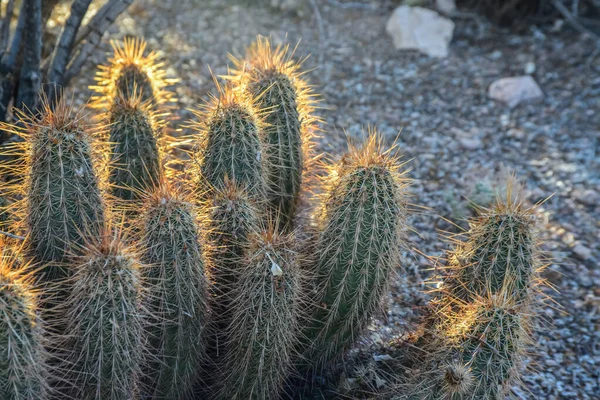 Velký Kaktus Echinocereus Arizona Usa — Stock fotografie