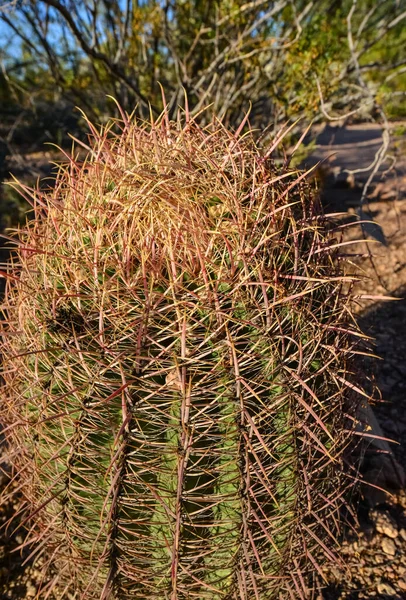 Cactus Ferocactus Phoenix Botanical Garden Arizona Eua — Fotografia de Stock