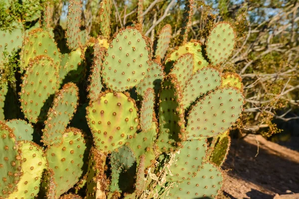 Grupo Plantas Suculentas Opuntia Cacti Phoenix Botanical Garden Arizona Eua — Fotografia de Stock