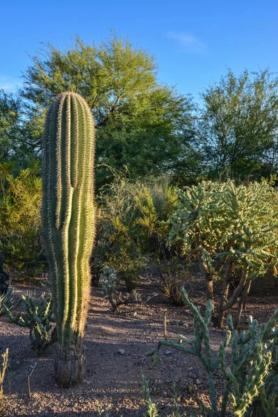Group Succulent Plants Agave Opuntia Cacti Botanical Garden Phoenix Arizona — Stock Photo, Image