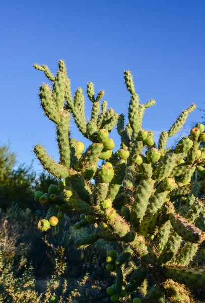 Cactus Cane Chola Cylindropuntia Background Blue Sky Arizona Usa — Stock Photo, Image