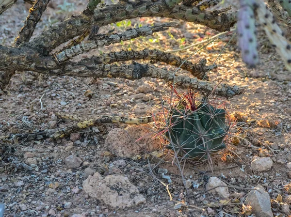 Cactus Ferocactus Phoenix Botanical Garden Arizona Eua — Fotografia de Stock