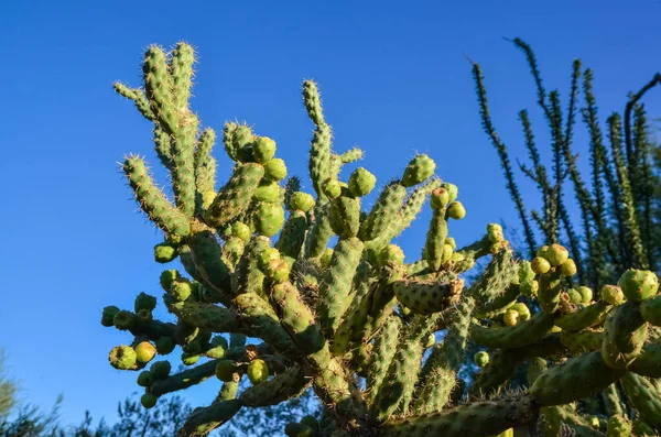 Cactus Cane Chola Cylindropuntia Fundo Céu Azul Arizona Eua — Fotografia de Stock