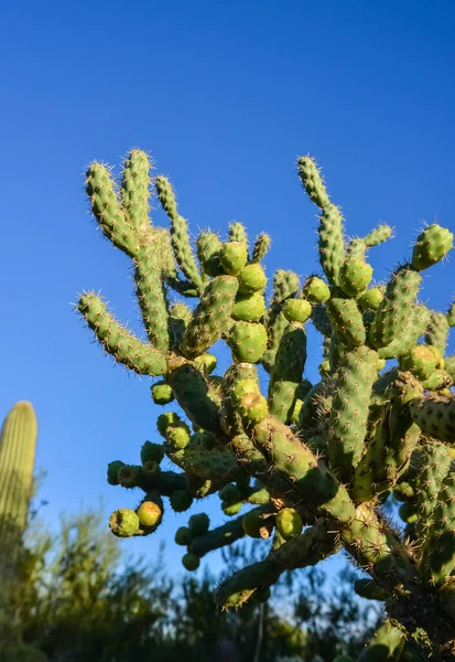 Cactus Cane Chola Cylindropuntia Fundo Céu Azul Arizona Eua — Fotografia de Stock