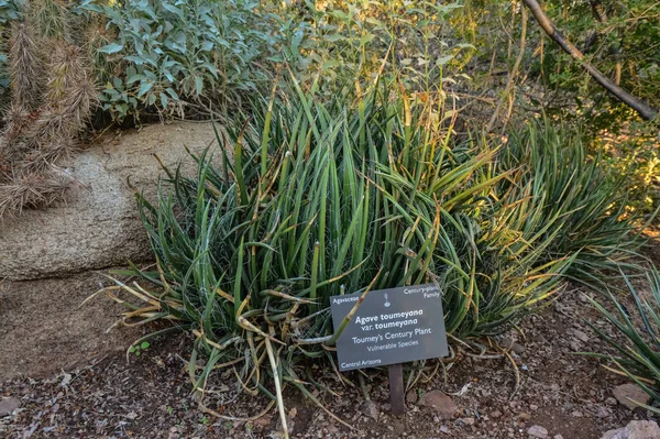 Eua Phenix Arizona Novembro 2019 Agave Succulents Group Phoenix Botanic — Fotografia de Stock
