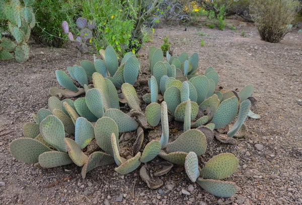 Grupo Plantas Suculentas Opuntia Cacti Phoenix Botanical Garden Arizona Eua — Fotografia de Stock