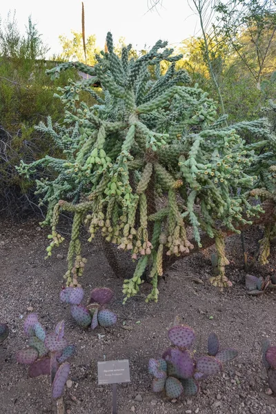 Groupe Plantes Succulentes Opuntia Cacti Dans Jardin Botanique Phoenix Arizona — Photo