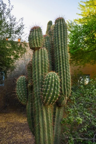 Kaktusy Arizony Widok Patrzący Górę Saguaro Kaktusa Carnegiea Gigantea — Zdjęcie stockowe