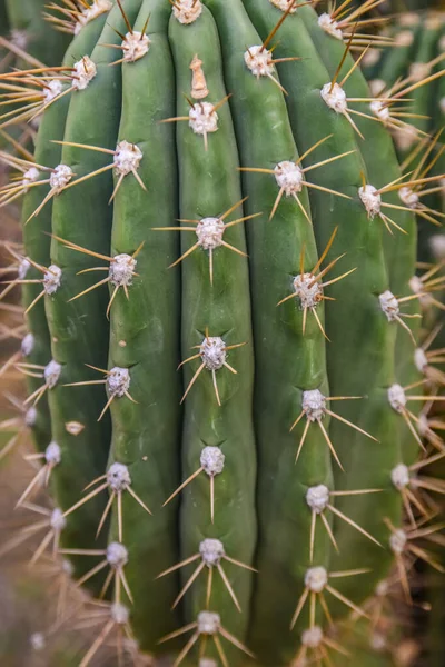 Cactos Arizona Uma Vista Olhando Para Cima Cacto Saguaro Carnegiea — Fotografia de Stock