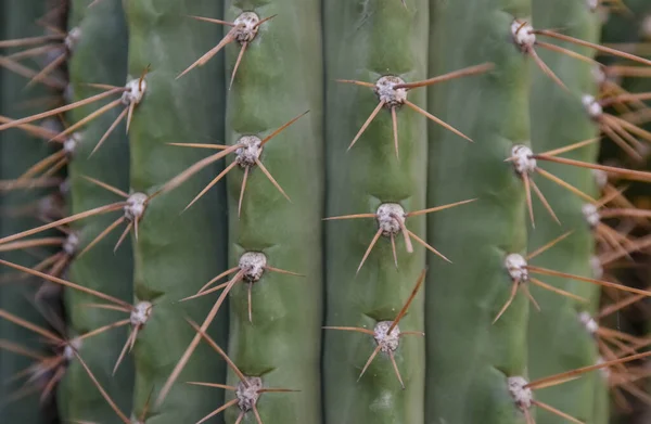 Arizona Cactussen Een Bezichtiging Zoek Een Saguaro Cactus Carnegiea Gigantea — Stockfoto