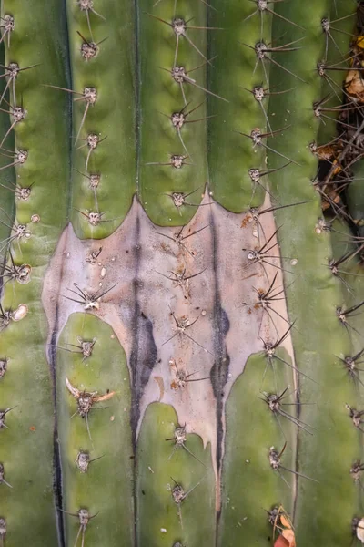 Cactos Arizona Uma Vista Olhando Para Cima Cacto Saguaro Carnegiea — Fotografia de Stock