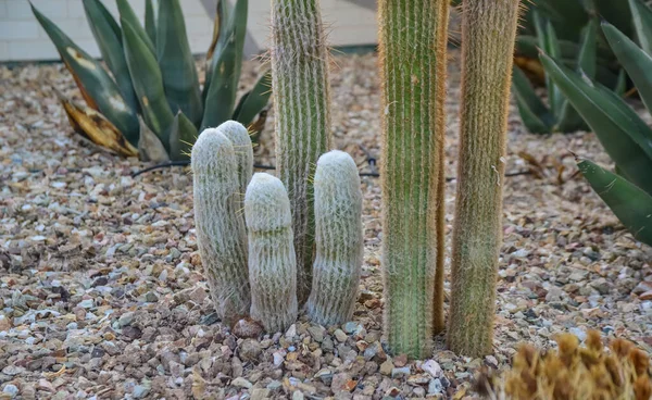 Сша Феникс Аризона Ноября 2019 Года Группа Суккулентных Растений Кактусы — стоковое фото