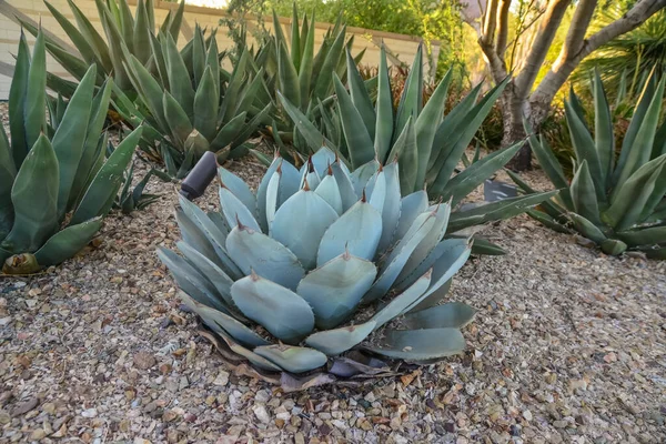 Agava Suculents Group Phoenix Botanic Garden Arizona —  Fotos de Stock