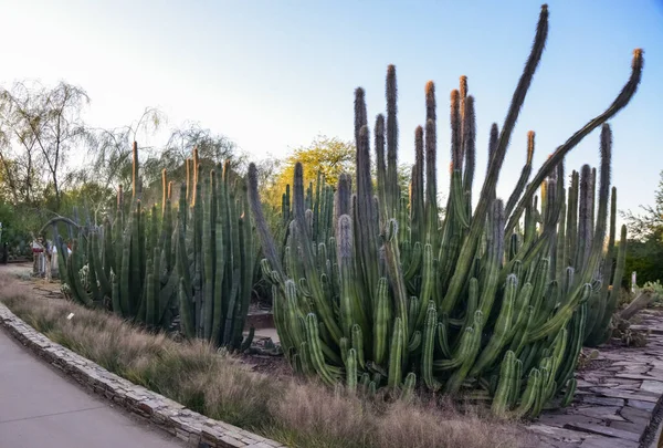 Eua Phenix Arizona Novembro 2019 Grupo Plantas Suculentas Agave Opuntia — Fotografia de Stock