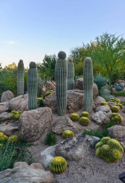 Grupo Plantas Suculentas Cactos Phoenix Botanical Garden Arizona Eua — Fotografia de Stock