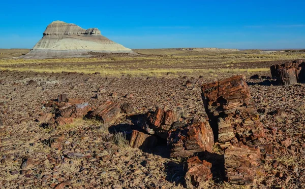 Trunks Petrified Trees Multi Colored Crystals Minerals Petrified Forest National — Stock Photo, Image