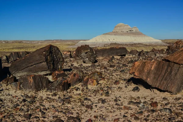 Trunks Petrified Trees Multi Colored Crystals Minerals Petrified Forest National — Stock Photo, Image