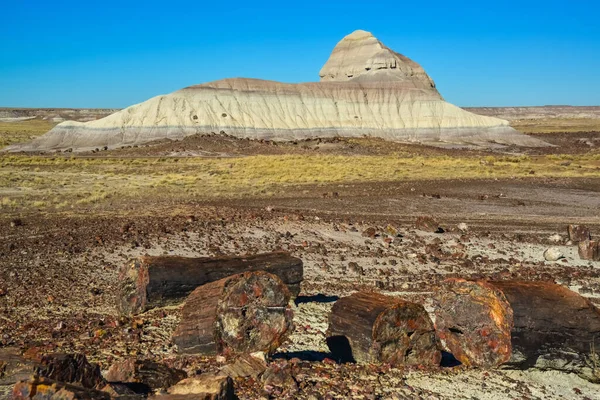 Trunks Petrified Trees Multi Colored Crystals Minerals Petrified Forest National — Stock Photo, Image