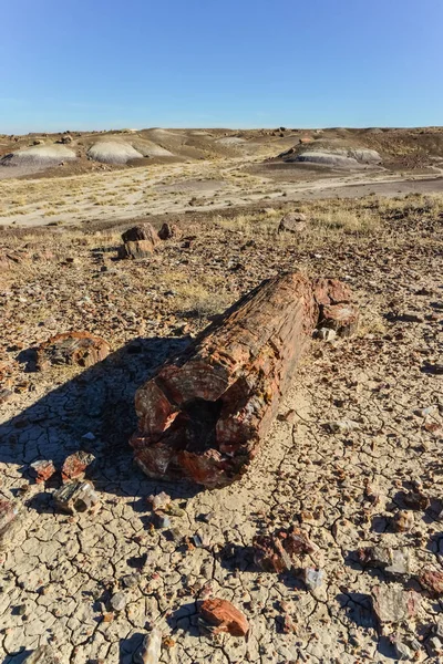 Megkövült Fák Törzsei Ásványi Anyagok Sokszínű Kristályai Kővé Dermedt Nemzeti — Stock Fotó