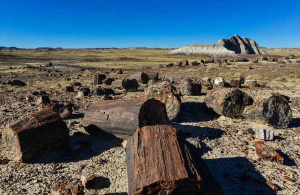 Κορμοί Των Απολιθωμένων Δέντρων Πολύχρωμοι Κρύσταλλοι Ορυκτών Εθνικό Πάρκο Απολιθωμένου — Φωτογραφία Αρχείου