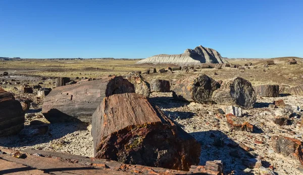 Taşlaşmış ağaç gövdeleri, çok renkli mineral kristalleri. Taşlaşmış Orman Ulusal Parkı, Arizona