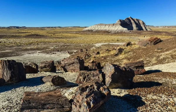 他的树干是石化的树 五彩斑斓的矿物质结晶 亚利桑那州石化森林国家公园 — 图库照片
