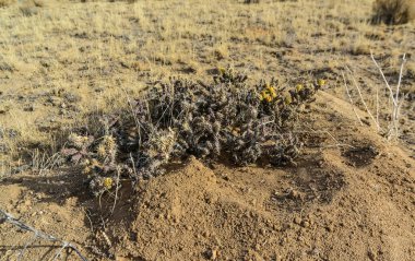 (Sillindropuntia versicolor) Çekirdekli sarı meyveli dikenli silindir dropuntia. Arizona kaktüsü, ABD