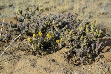(Sillindropuntia versicolor) Çekirdekli sarı meyveli dikenli silindir dropuntia. Arizona kaktüsü, ABD