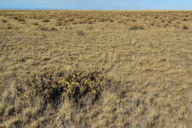 (Sillindropuntia versicolor) Çekirdekli sarı meyveli dikenli silindir dropuntia. Arizona kaktüsü, ABD