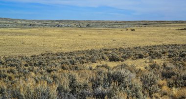Farmington, New Mexico yakınlarındaki San Juan İlçesi 'nde Ah-Shi-Sle-Pah Vahşi Doğa Çalışmaları Bölgesi' ndeki kuru bitkilerle çöl manzarası.. 