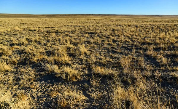亚利桑那州凤凰城附近的沙漠地区 干草在落日的余晖中闪耀 — 图库照片