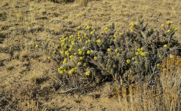 Cylindropuntia Versicolor Cilindropuntia Espinosa Con Frutos Amarillos Con Semillas Arizona — Foto de Stock