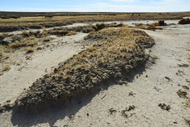 Farmington, New Mexico yakınlarındaki San Juan İlçesi 'nde Ah-Shi-Sle-Pah Vahşi Doğa Çalışmaları Bölgesi' ndeki kuru bitkilerle çöl manzarası.. 