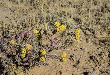 (Sillindropuntia versicolor) Çekirdekli sarı meyveli dikenli silindir dropuntia. Arizona kaktüsü, ABD
